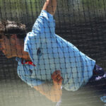 Ashes 2025-26: Cummins in Line for Comeback, Hazlewood Remains Doubtful for Brisbane Test